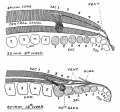 Fig. 73, A. Showing the differentiation of the terminal part of the neural tube into the coccygeal thread and fllum terminale.