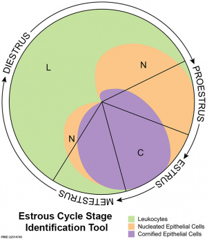 Mouse estrous cycle stage identification