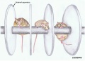 Normal and AS mice performance on the Rotarod apparatus.
