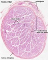 adult testis histology overview