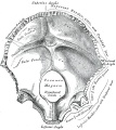 130 Human occipital bone, inner surface.
