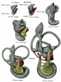 901 Median views of membranous labyrinth and acoustic complex in human embryos
