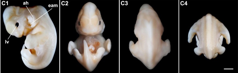 File:Bat - Miniopterus schreibersii fuliginosus Stage 15.jpg