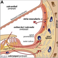 Cochlea stria vascularis cartoon 02.jpg