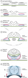 Development of Trilaminar Embryonic Disc .png