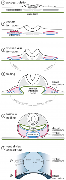 File:Development of Trilaminar Embryonic Disc .png