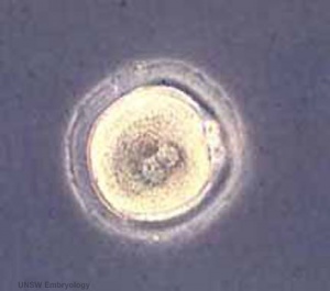 Human Early Zygote