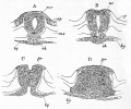 Fig. 25. Transverse sections neurenteric passage in duck embryo twenty-six mesoblastic somites.