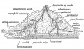 Fig. 58. Diagrammatic Section of the Breast to show the arrangement of its Capsule and Lymphatics.