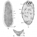 Fig. 33. Section of egg of Calligrapha bigsbyana