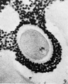 Fig. 9. Ovarian egg from a doe received thyroxin intravenously.