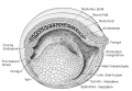 The 3 mm frog tadpole sagittal section