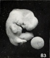 Fig. 83. Normal embryo with cyclopia ; in front of the eye is seen the Cyclopean snout. No. 559. X3.75.