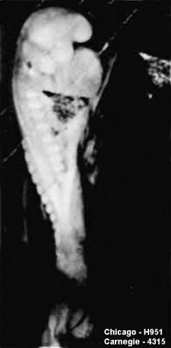 Wen1928-Fig01a.jpg