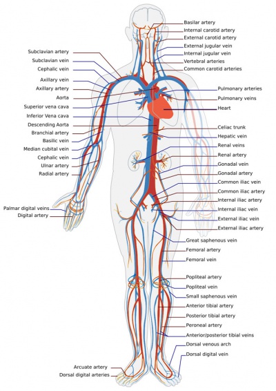 Adult human cardiovascular system.jpg