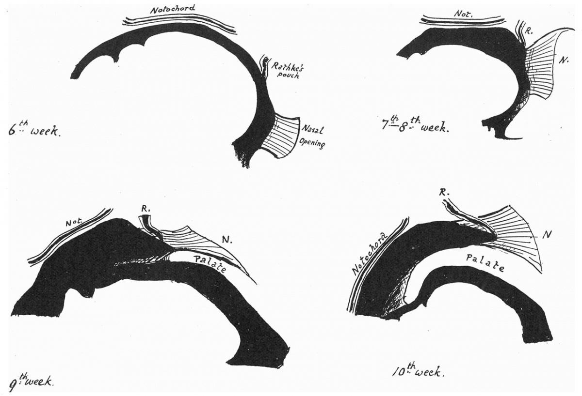 Paper - Pharyngeal end of Rathke's pouch (1911) - Embryology