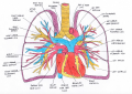 Fig 3. vasculature of the adult lungs