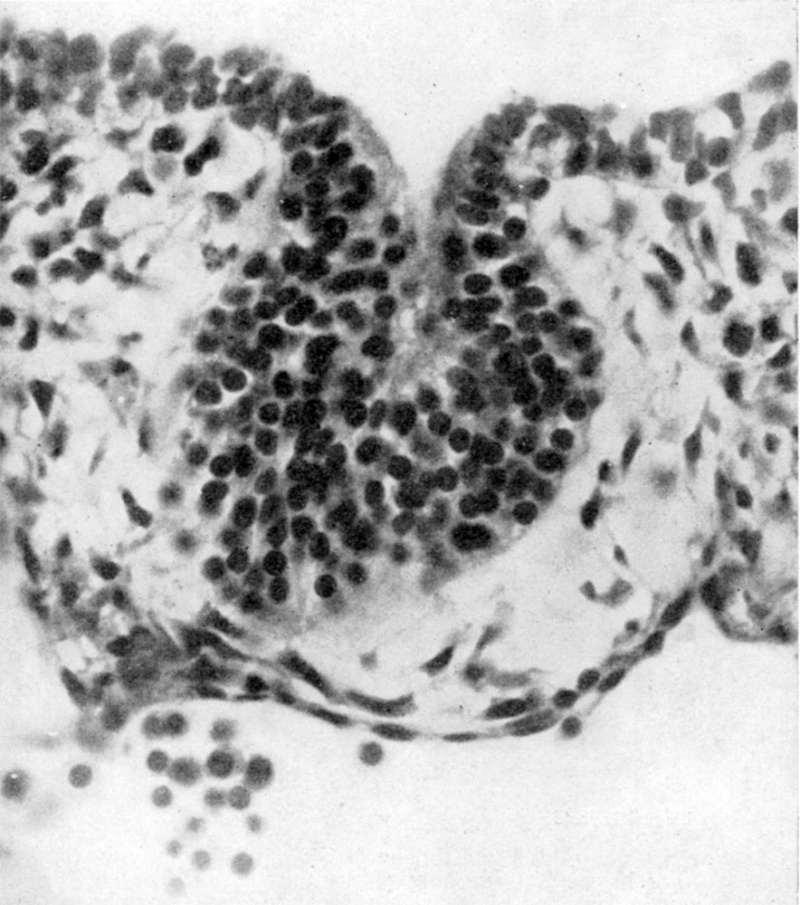 Paper Development of the thyroid and parathyroid glands and the thymus (1950) Embryology