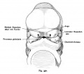 Fig. 350. Face of a human embryo of 11.3 mm (30 - 31 days old) presented en face