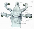Skull - Dorsal aspect of sphenoid cartilage.