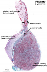 pars tuberalis