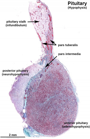 adult pituitary histology