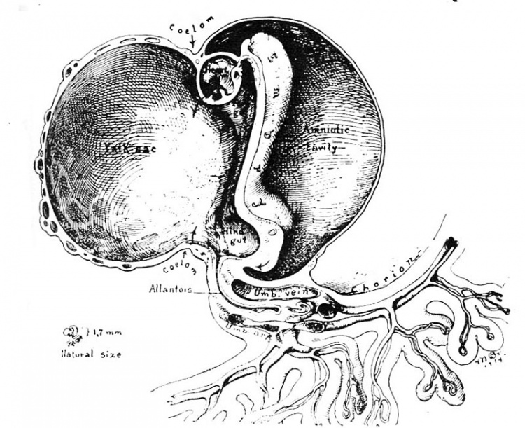 Paper - lnvolution of tissues in fetal life (1946) - Embryology