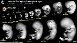 Human embryonic development week 1 to 8