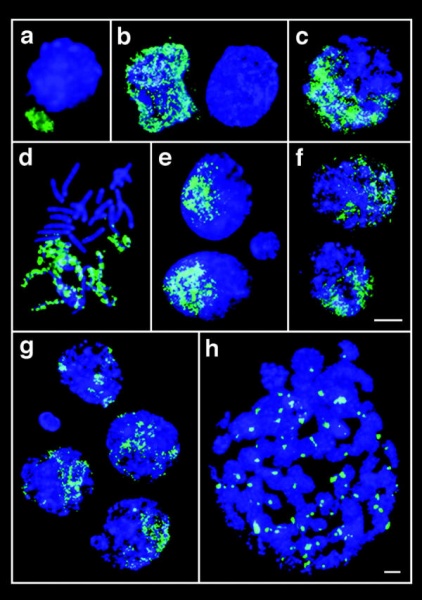 File:Paternal chromatin mouse embryos.jpg