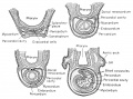 Development of the Heart of the Frog Embryo