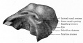 Fig. 471