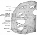 Fig. 476