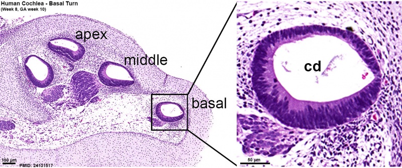 Human fetal cochlea basal turn week 8.4