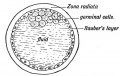 Fig. 66. Diagrammatic section of a Blastodermic Vesicle.