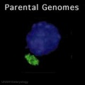 Parental genome mix 01 icon.jpg