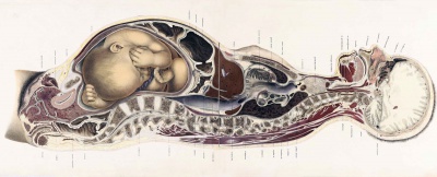 The Position of the Uterus and Fetus at Term (1872)
