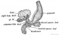 Fig. 218. The Pancreatic and Hepatic Processes of a 4th week human embryo. (After Kollmann.)