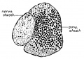 Geniculate Ganglion Human Embryo stage 23