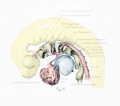 Arch arteries Carnegie Embryo 836