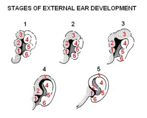 Devt of external ear.JPG