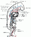 Gray's Anatomy Fig. 472