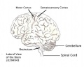 Lateral View of the Brain