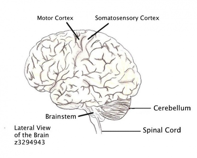 File:Lateral View of the Brain.jpeg