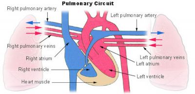 Pulmonary circulation cartoon.jpg