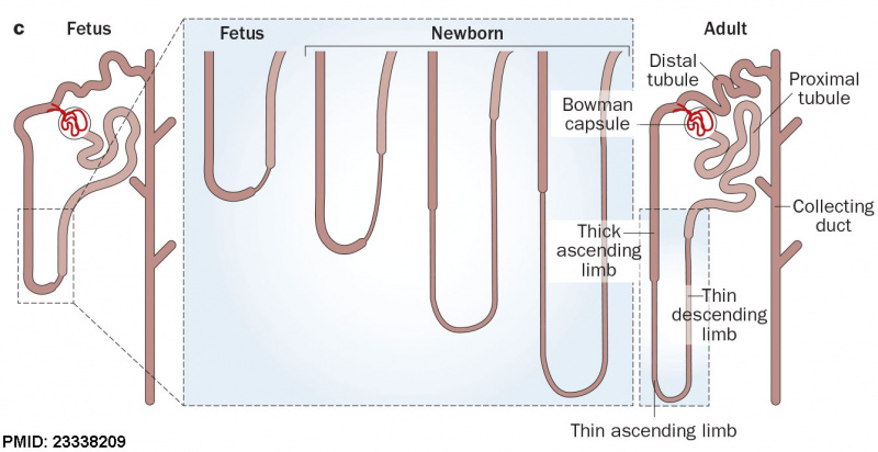 File:Fetal nephron development 01.jpg