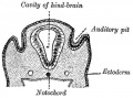 898 Section through human embryo head about twelve days old, in the region of the hind-brain