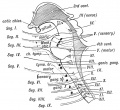 Fig. 180. A Diagram to show the Relationship of the Cranial Nerves to the Primitive Segments of the Head.
