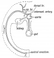Fig. 66. The distribution of a typical Segmental Artery.