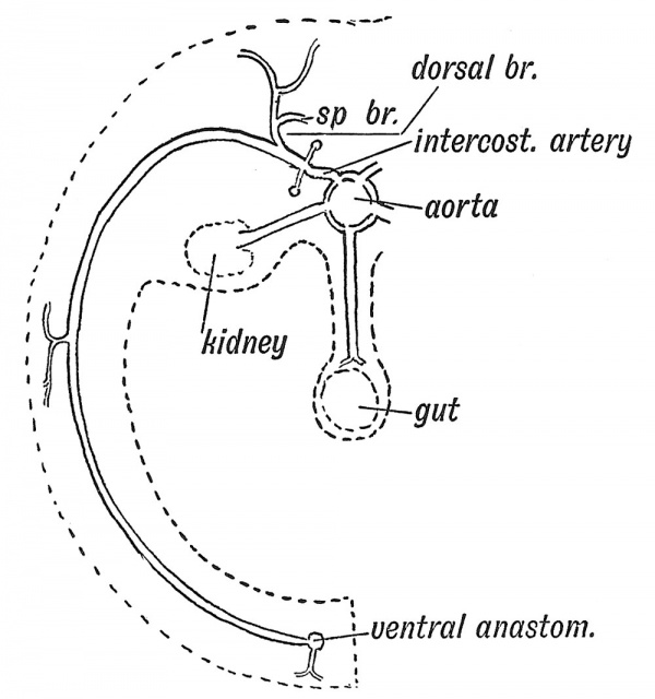 Fig. 66 The distribution of a typical Segmental Artery.