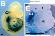 Developmental Signals - Homeobox - Embryology